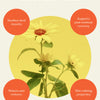 Recovery Stone | Soothing Muscle Balm