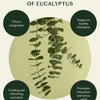 The Breathe Easy Set