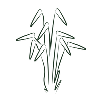 Ingredient - Vetiver